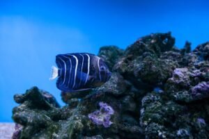 Top 5 Common Mistakes in Saltwater Aquarium Care